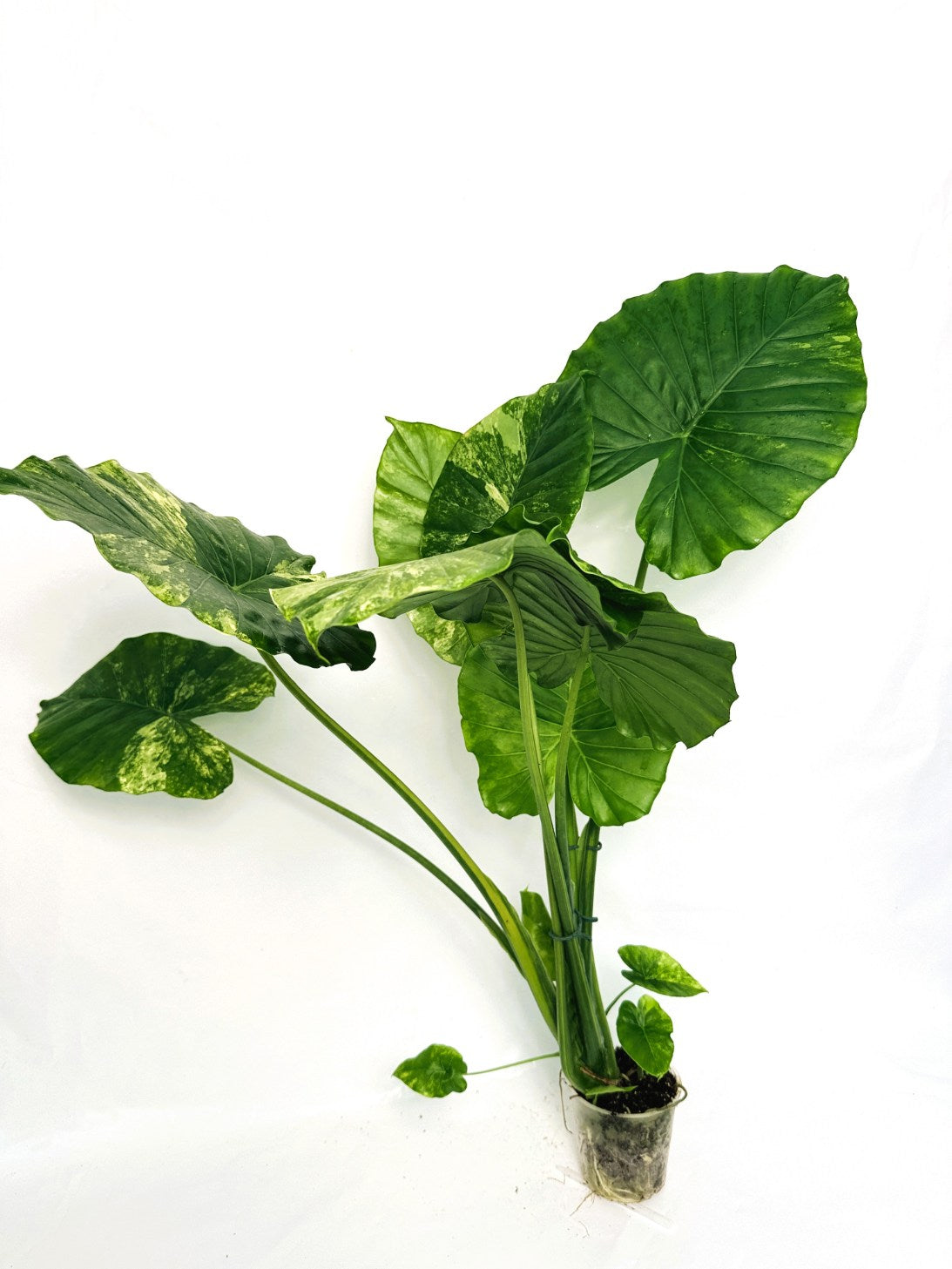 Alocasia_odora_variegata_aurea