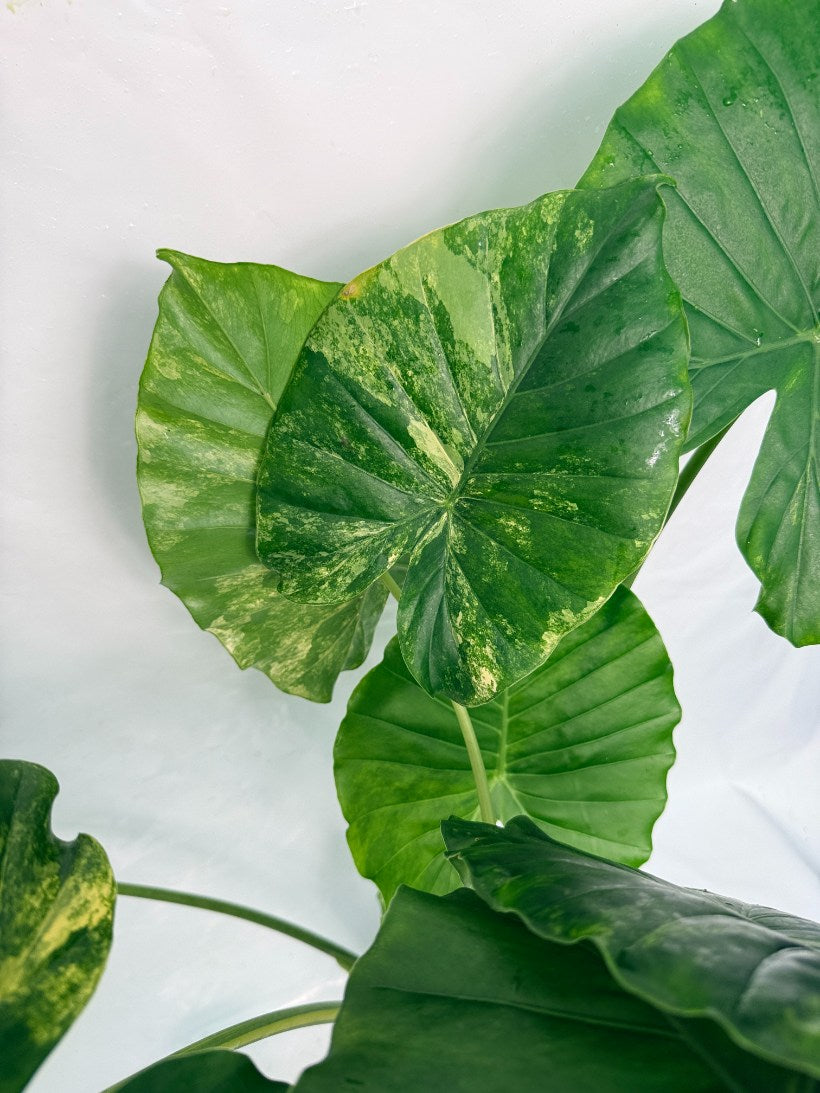 Alocasia_odora_variegata_aurea