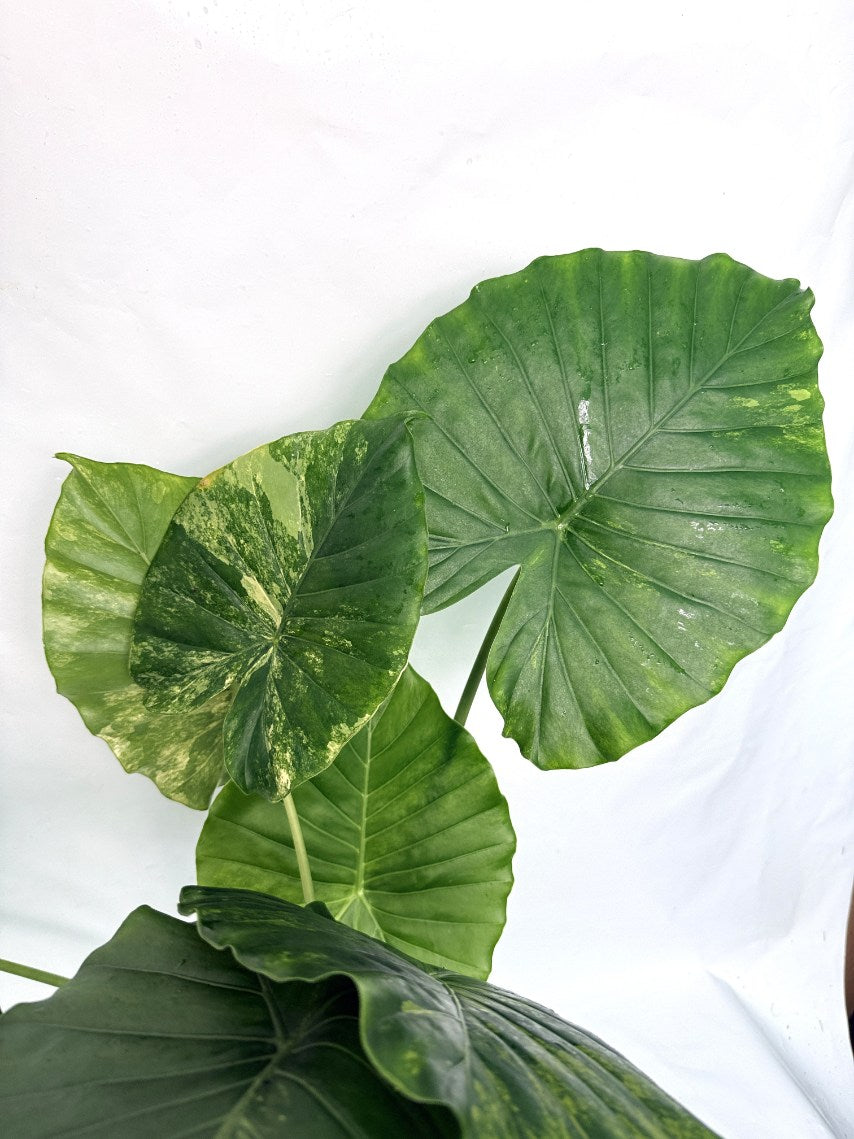 Alocasia_odora_variegata_aurea