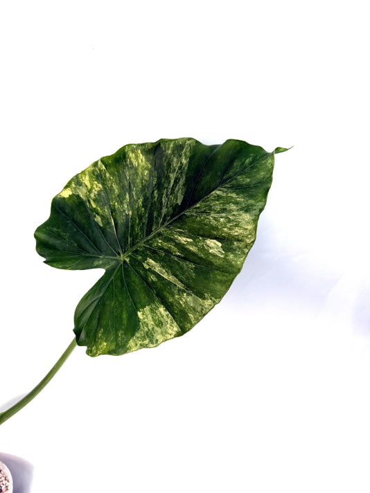 Alocasia_odora_variegata_aurea