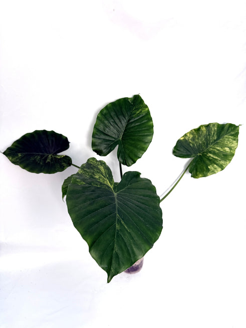 Alocasia_odora_variegata_aurea
