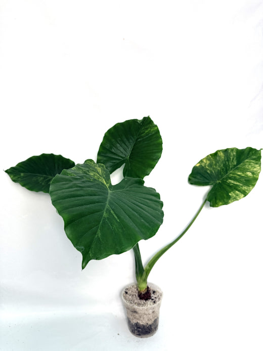 Alocasia_odora_variegata_aurea