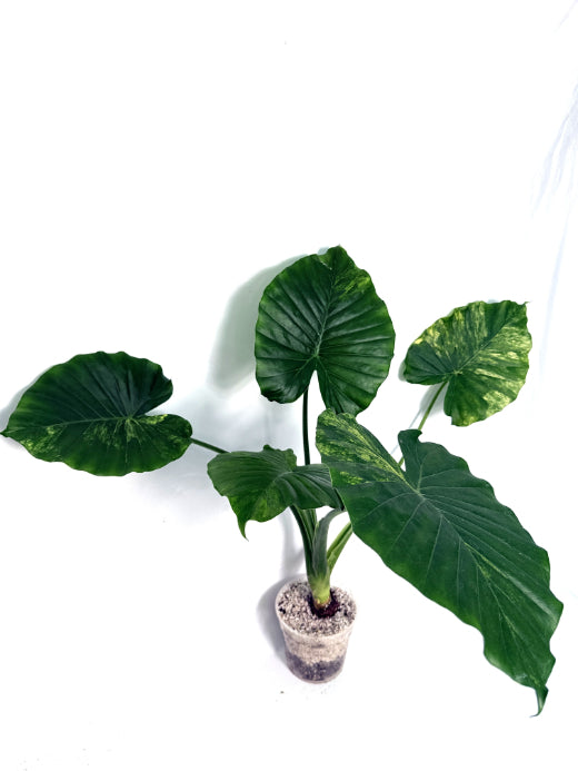 Alocasia_odora_variegata_aurea
