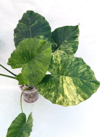 Alocasia_odora_variegata_aurea