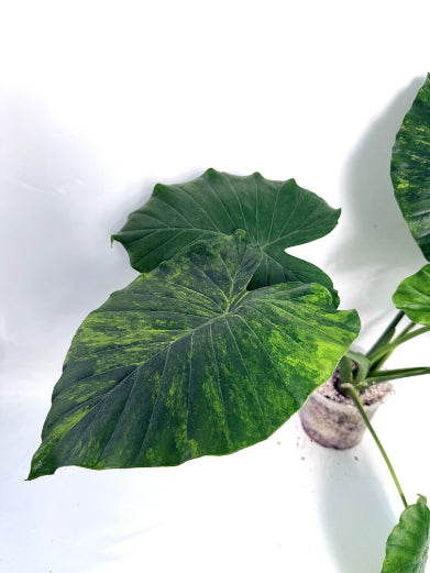 Alocasia_odora_variegata_aurea