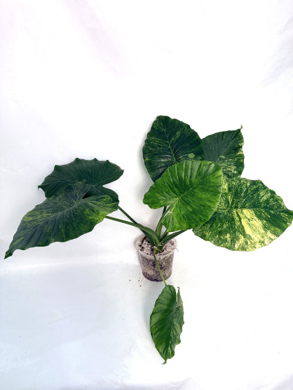 Alocasia_odora_variegata_aurea