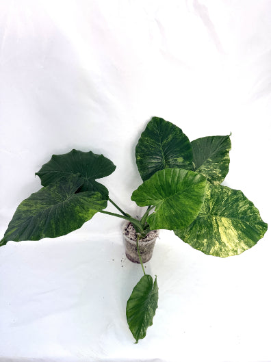 Alocasia_odora_variegata_aurea