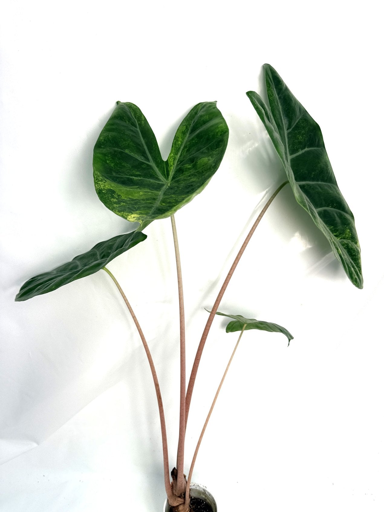 Alocasia_pink_dragon_variegata