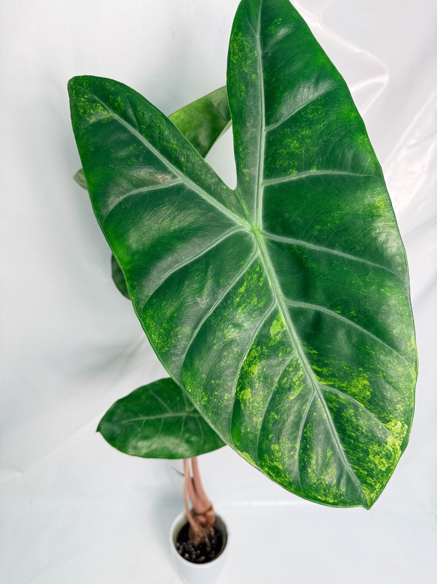 Alocasia_pink_dragon_variegata
