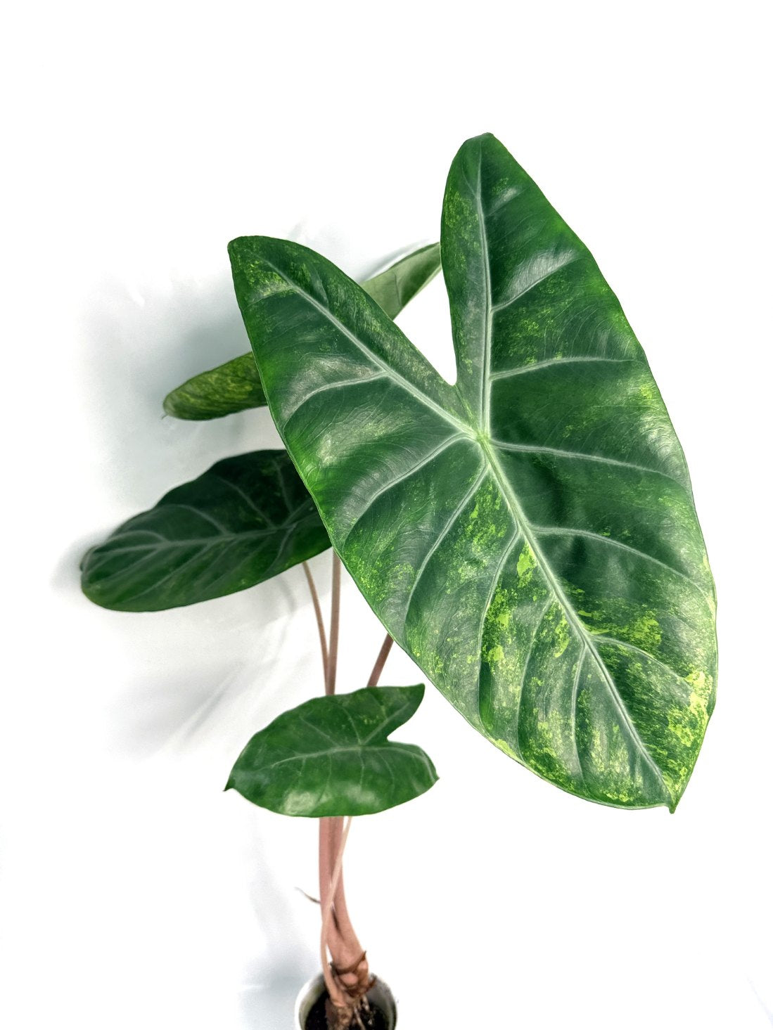 Alocasia_pink_dragon_variegata
