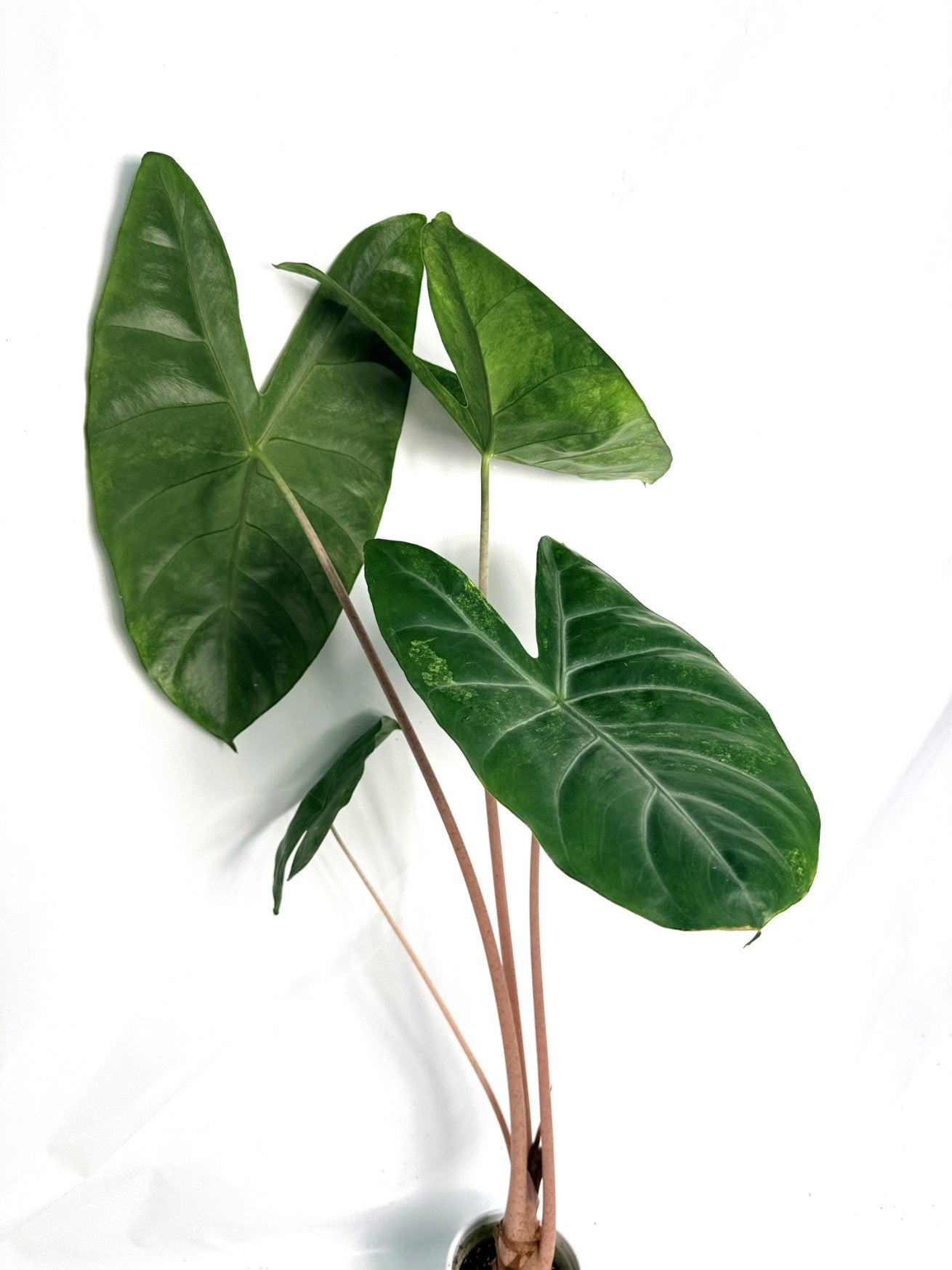 Alocasia_pink_dragon_variegata