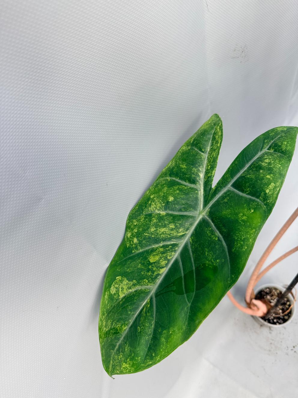 Alocasia Pink Dragon Variegata 9