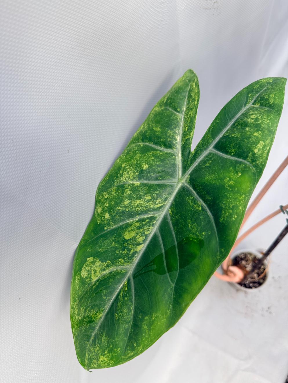 Alocasia Pink Dragon Variegata 10