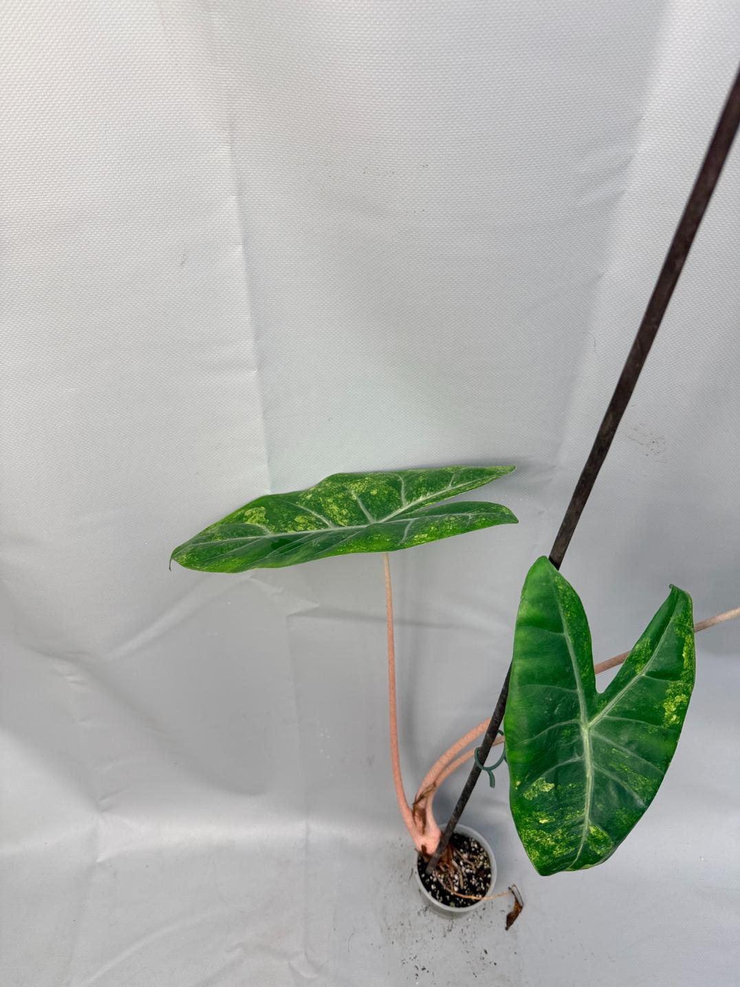 Alocasia Pink Dragon Variegata 11