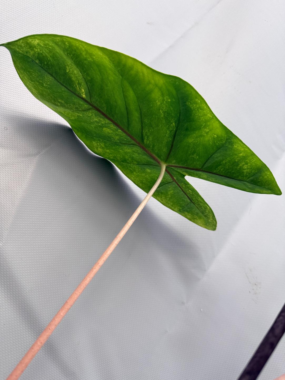 Alocasia Pink Dragon Variegata 12