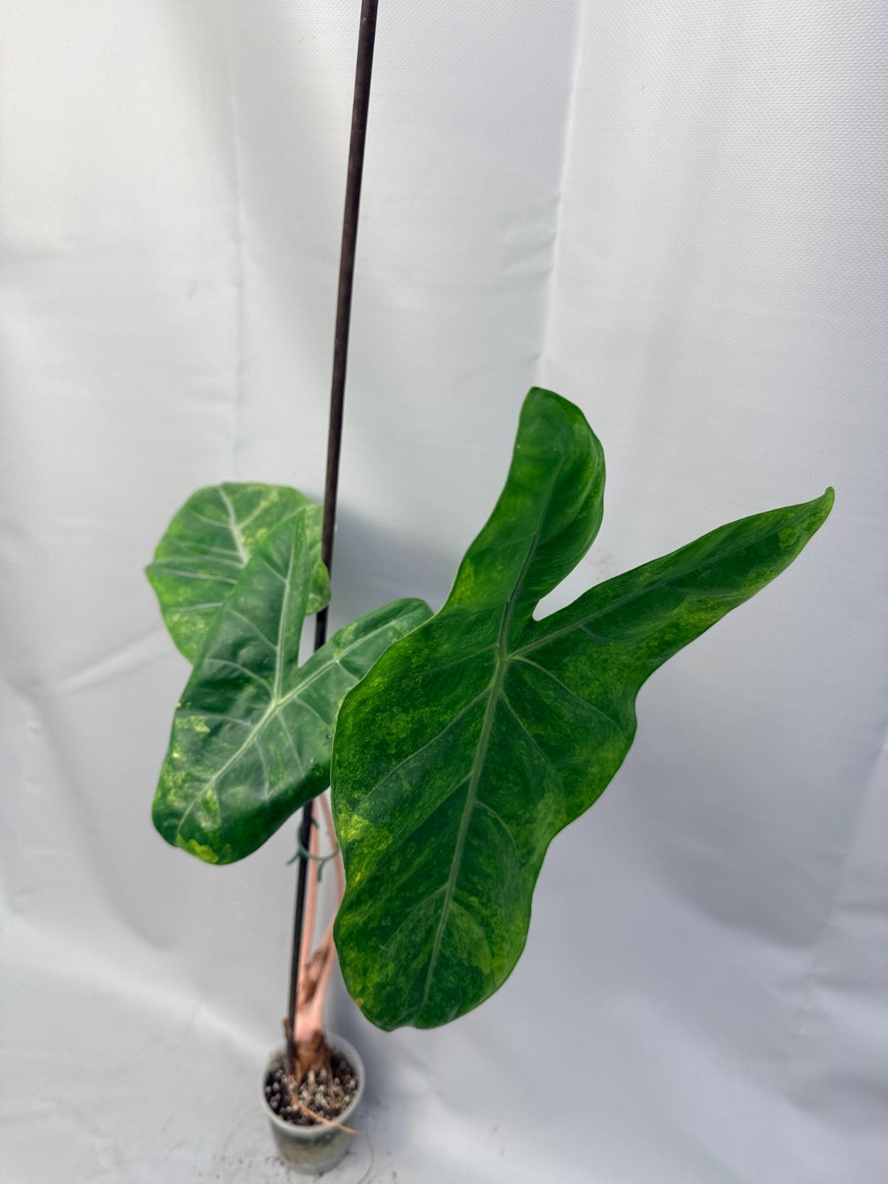 Alocasia Pink Dragon Variegata 13