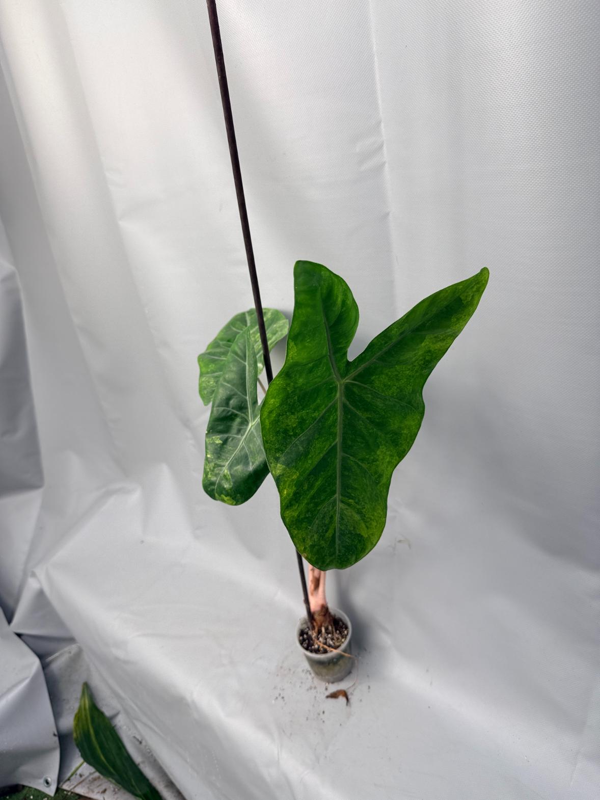Alocasia Pink Dragon Variegata 14