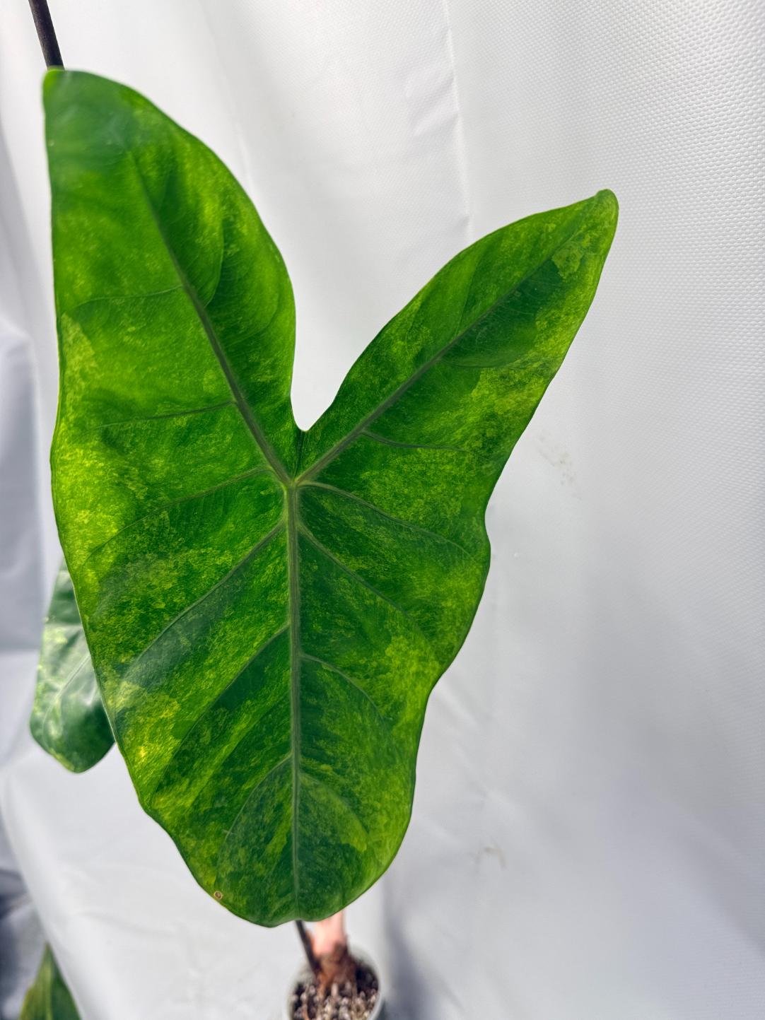 Alocasia Pink Dragon Variegata 2