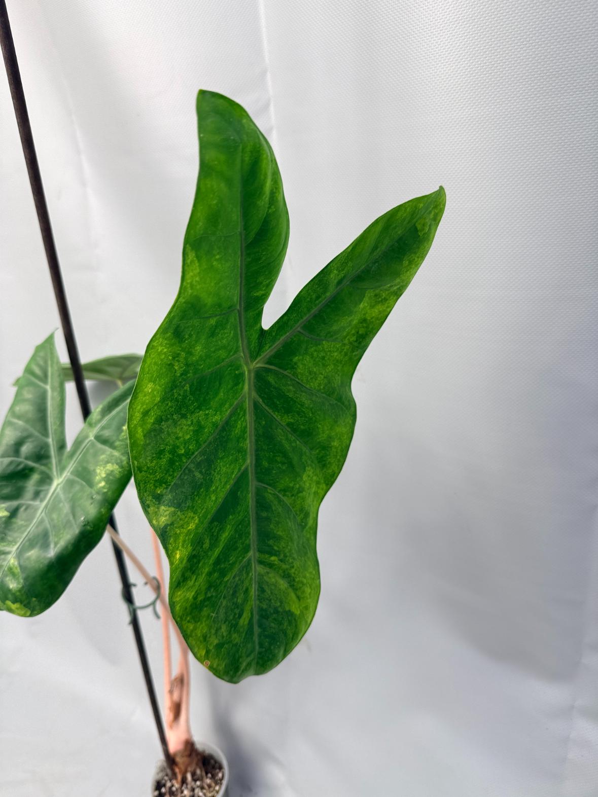 Alocasia Pink Dragon Variegata 3