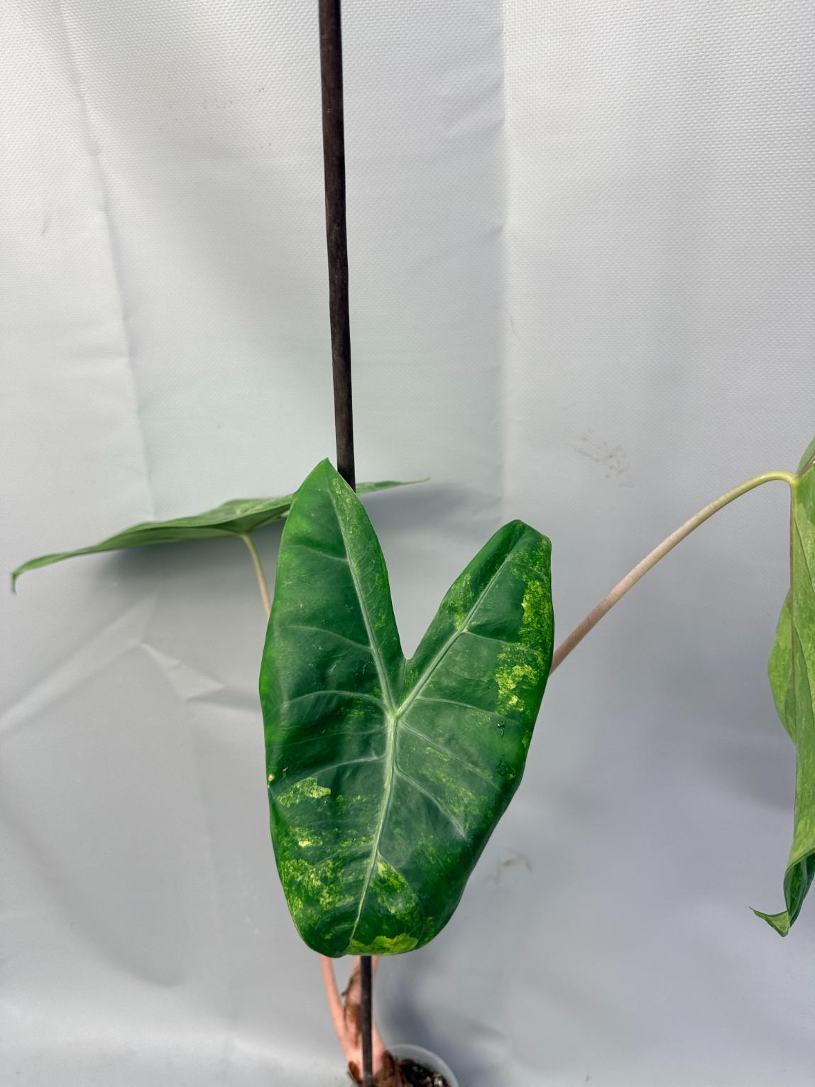Alocasia Pink Dragon Variegata 4