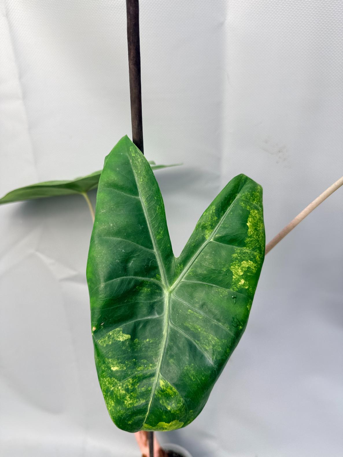 Alocasia Pink Dragon Variegata 5