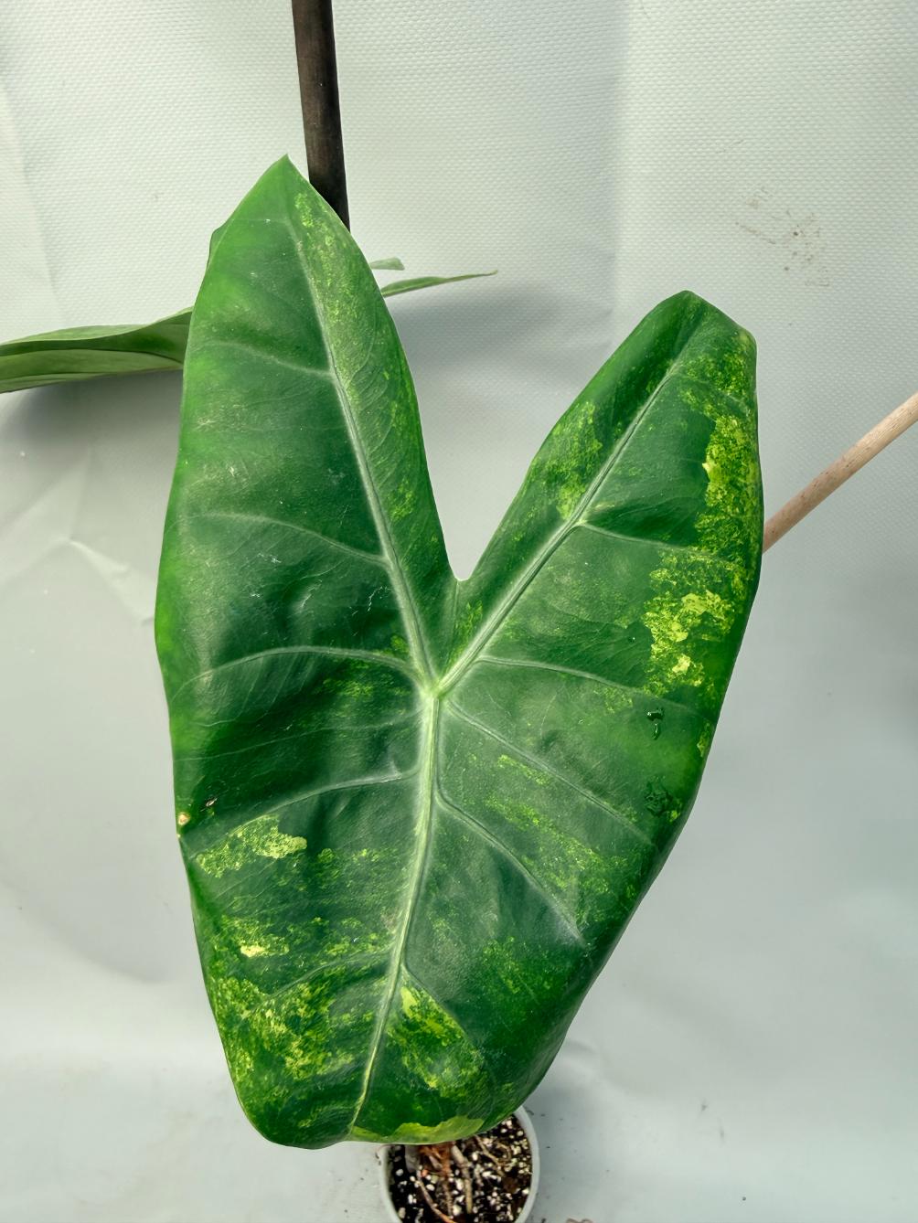 Alocasia Pink Dragon Variegata 6
