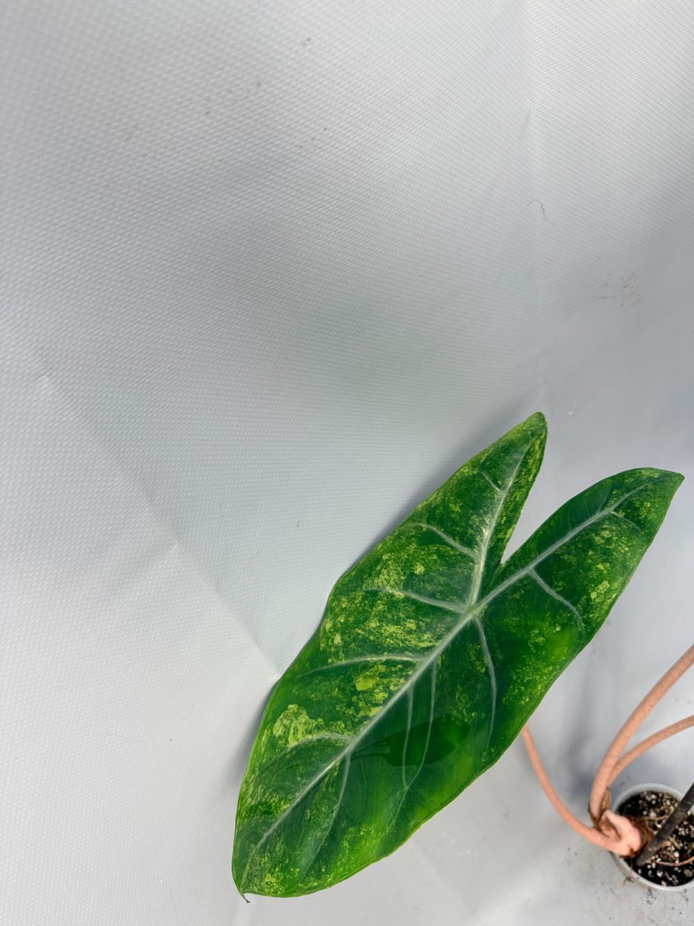 Alocasia Pink Dragon Variegata 8