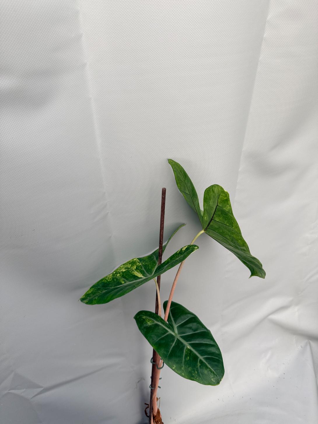 Alocasia Pink Dragon Variegata 8