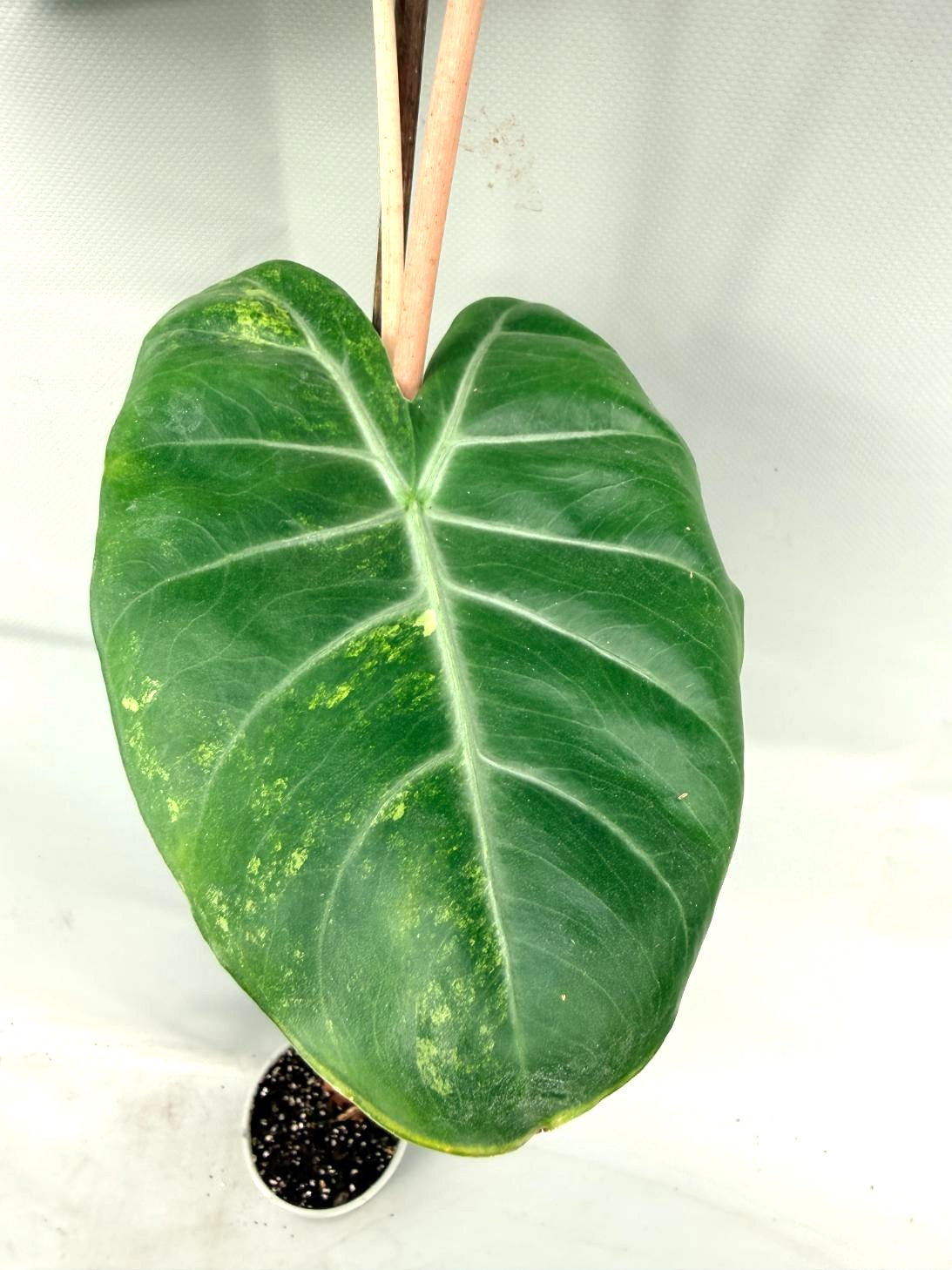Alocasia Pink Dragon Variegata 2