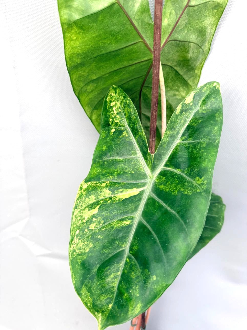 Alocasia Pink Dragon Variegata 3
