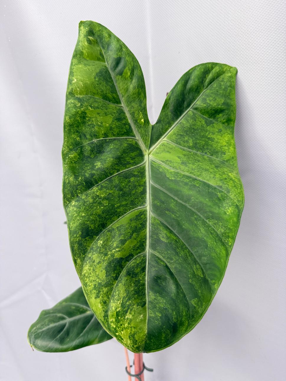 Alocasia Pink Dragon Variegata 5