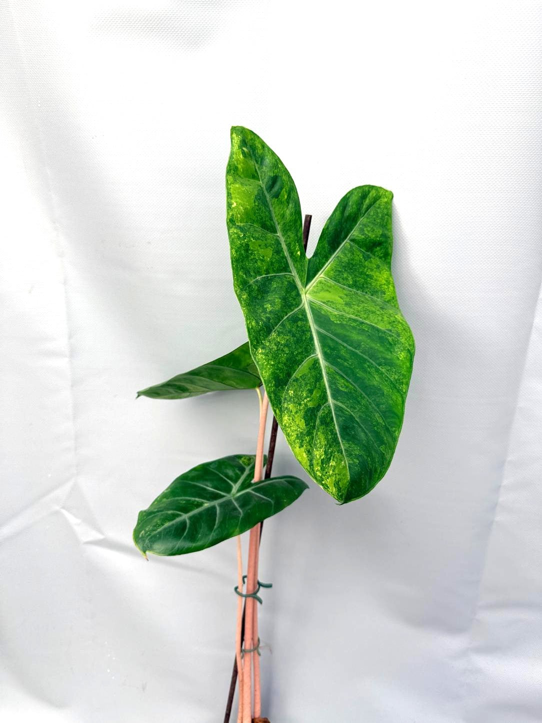 Alocasia Pink Dragon Variegata 7