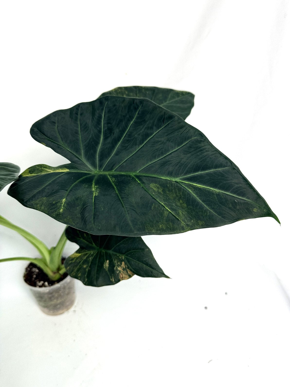 Alocasia_regal_shields_variegata