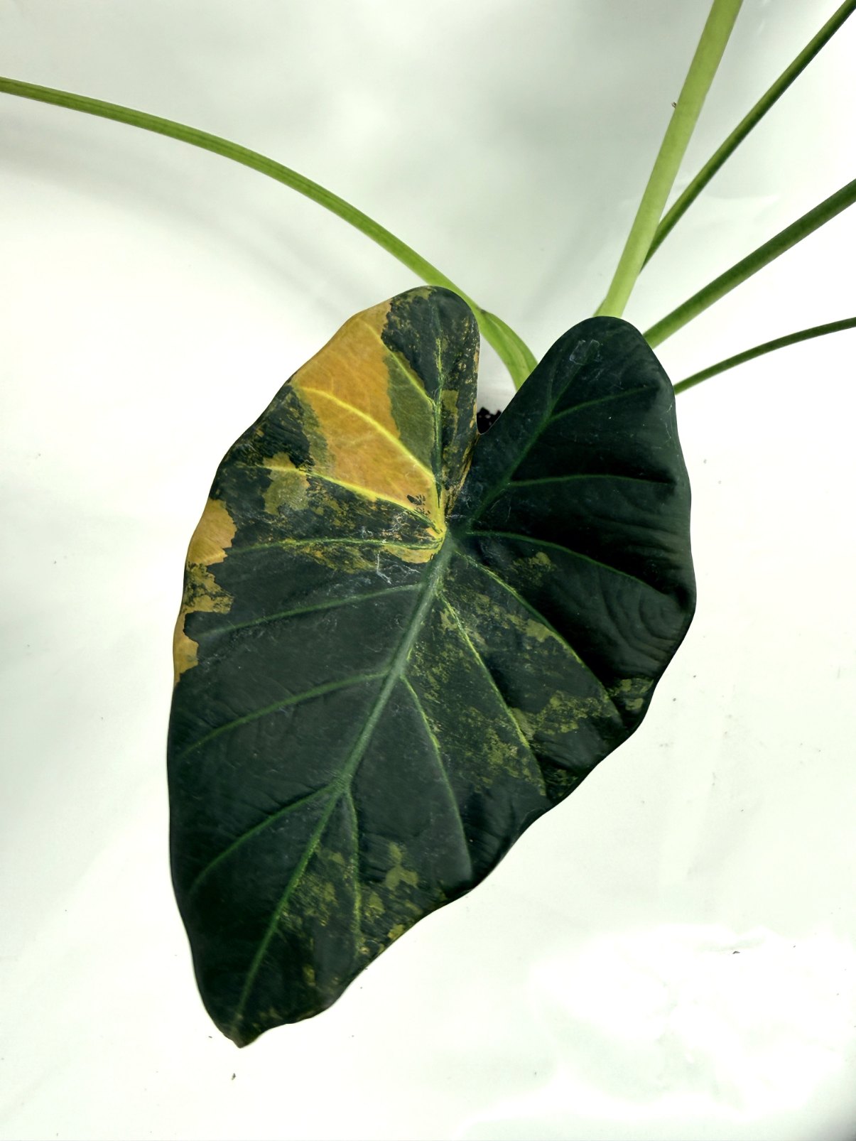 Alocasia_regal_shields_variegata