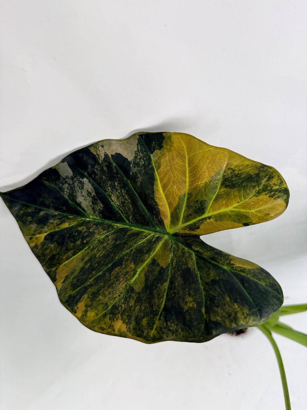 Alocasia regal shields variegata | Welovetropicalplants