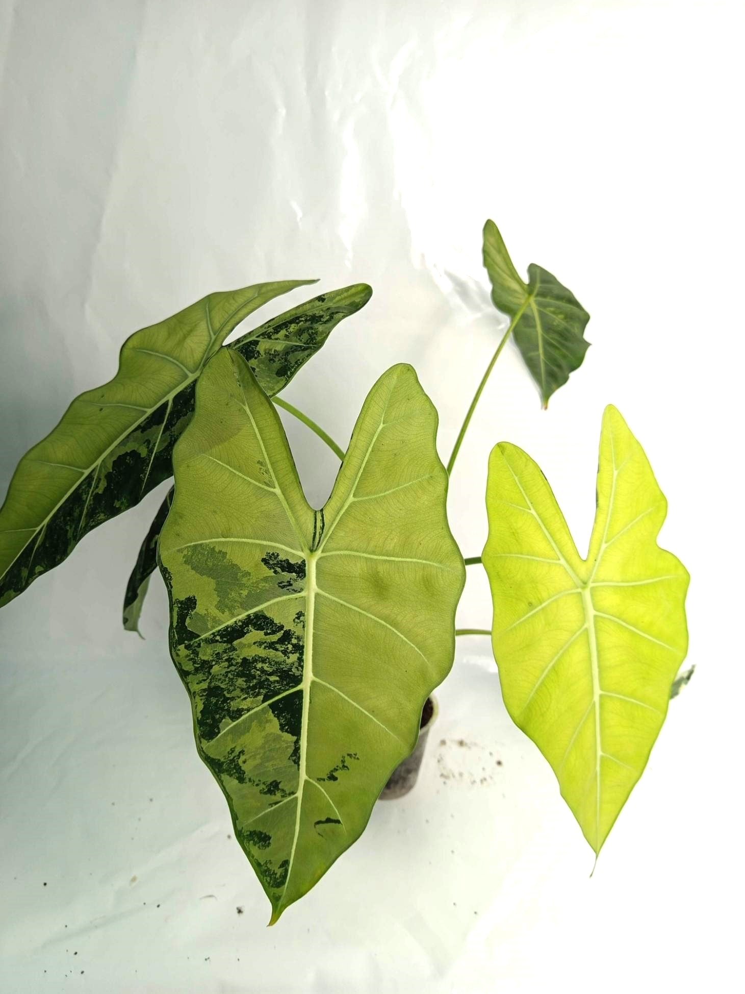Alocasia Frydek Variegata XL