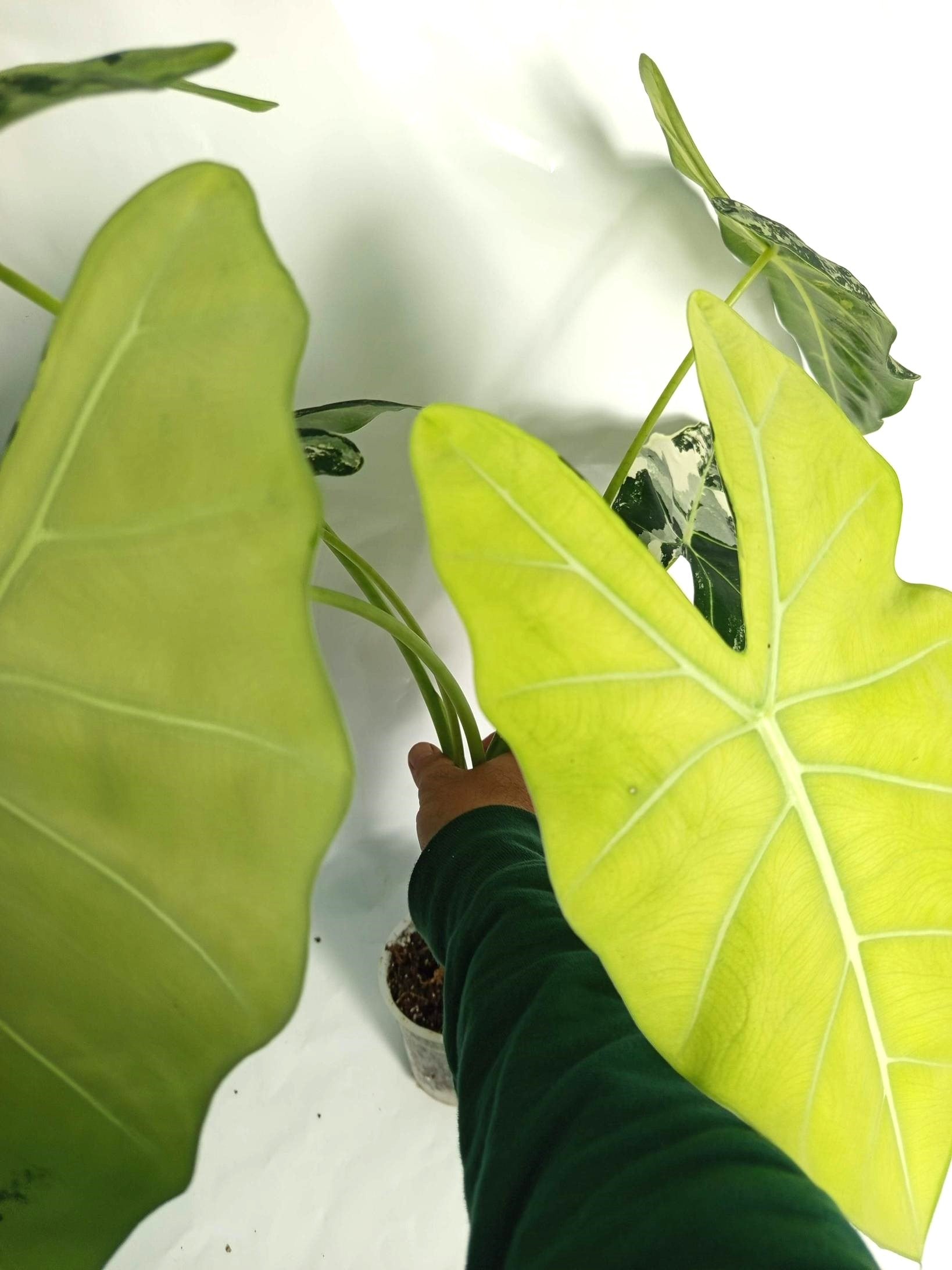 Alocasia Frydek Variegata XL