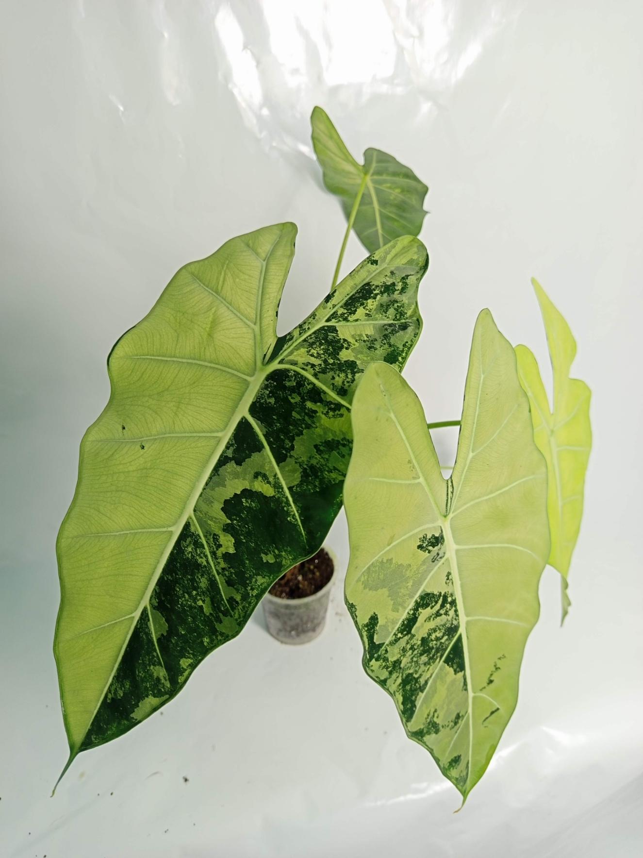 Alocasia Frydek Variegata XL