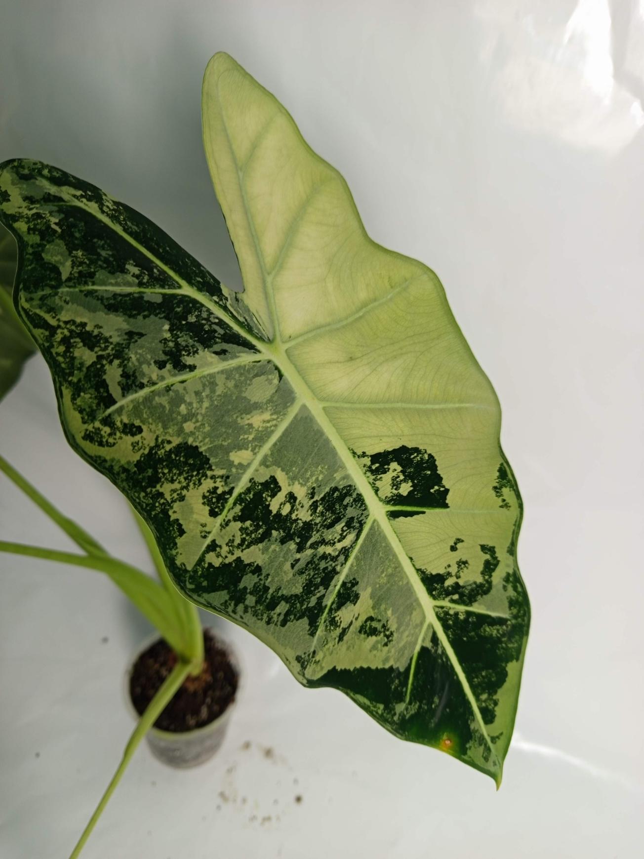 Alocasia Frydek Variegata XL