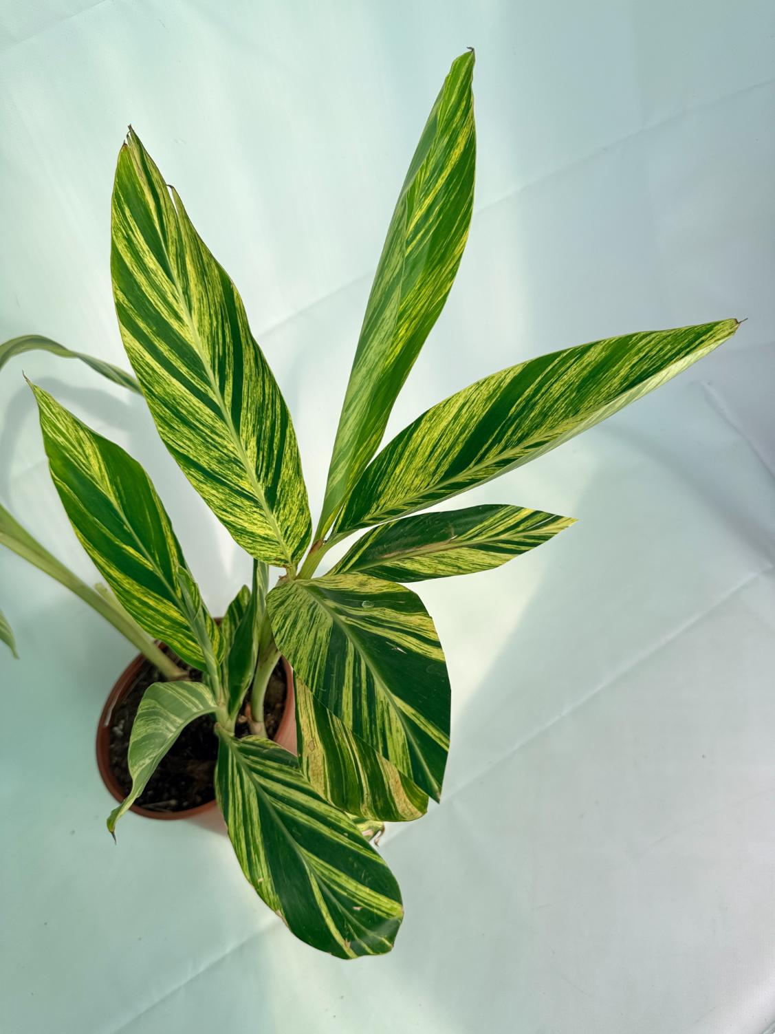 Alpinia_Speciosa-VARIEGATA_XL 01