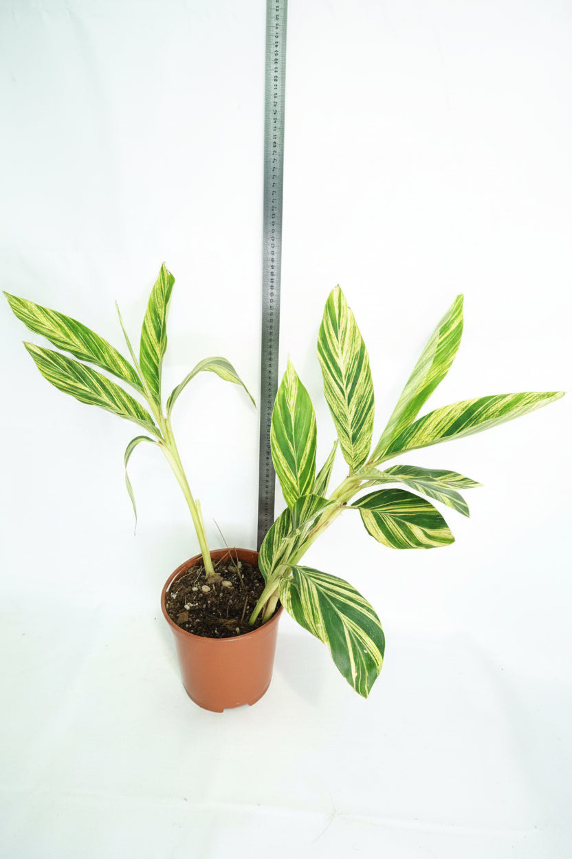 Alpinia_Speciosa-VARIEGATA_XL04
