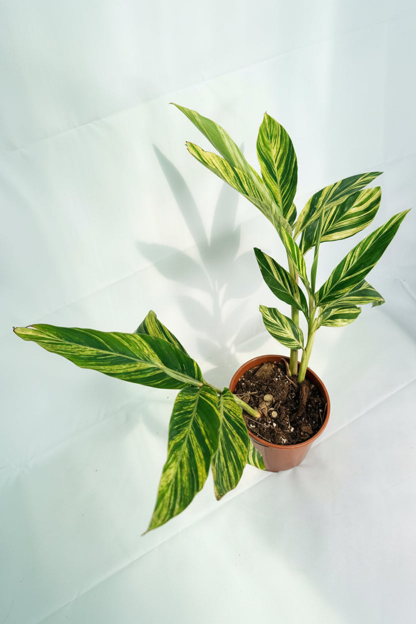Alpinia_Speciosa-VARIEGATA_XL 01