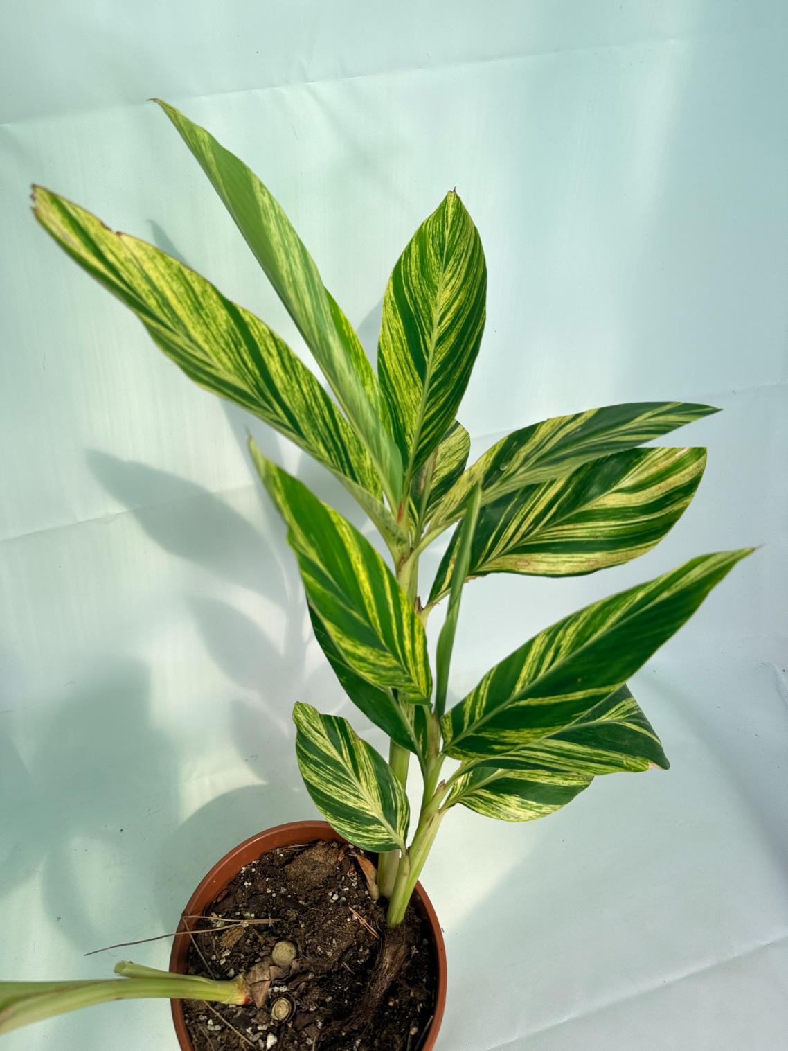 Alpinia_Speciosa-VARIEGATA_XL 02