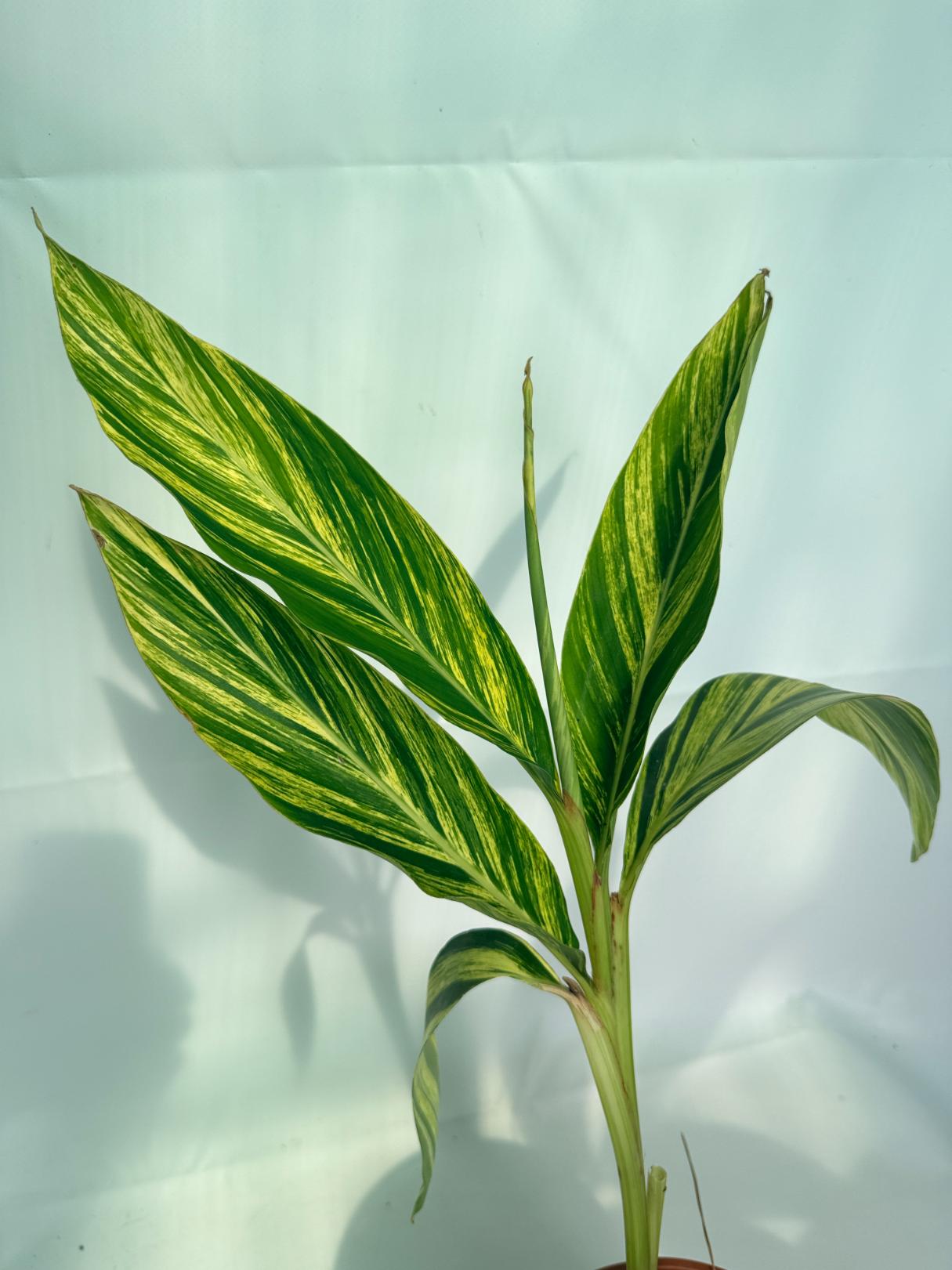 Alpinia_Speciosa-VARIEGATA_XL 03