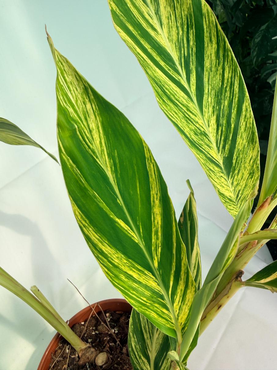 Alpinia_Speciosa-VARIEGATA_XL 04