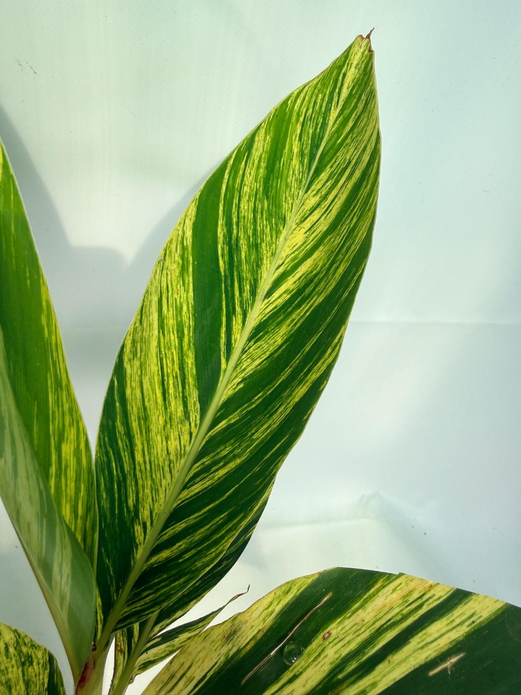 Alpinia_Speciosa-VARIEGATA_XL 02
