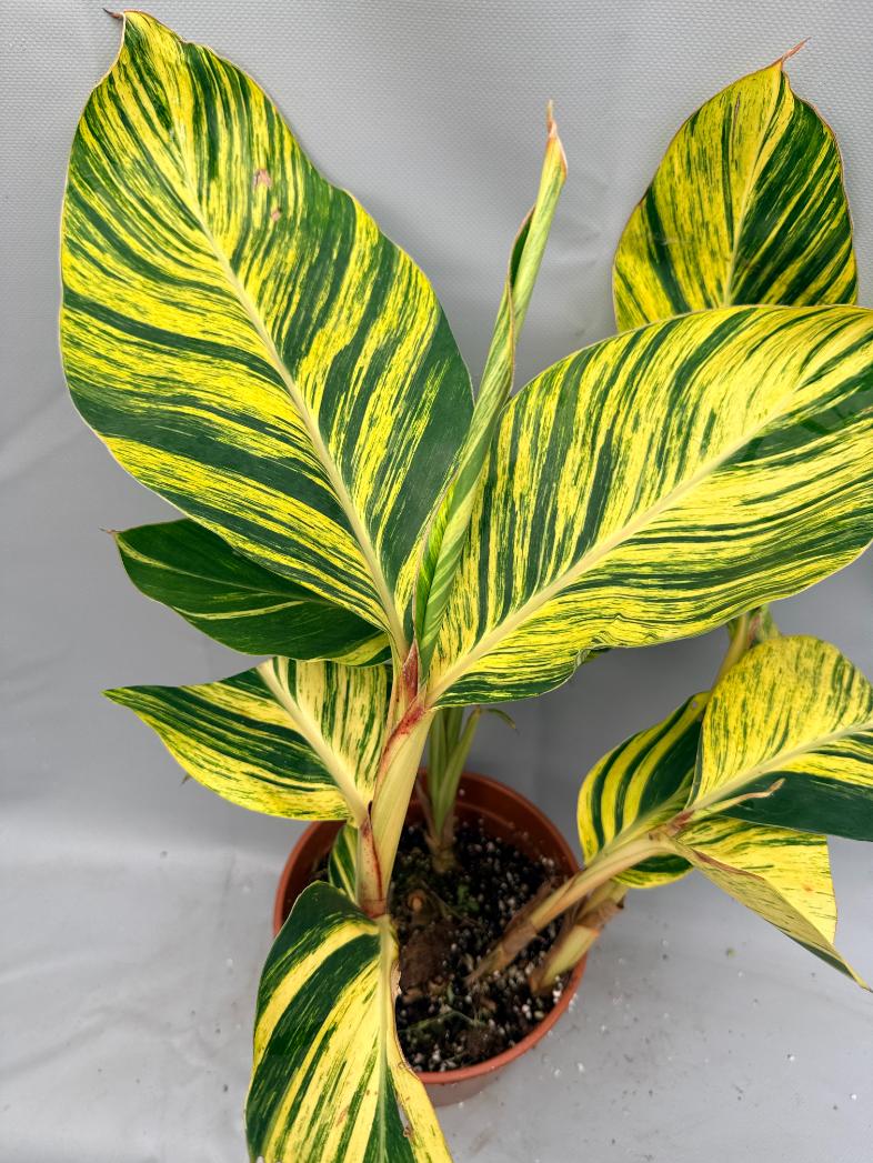 Alpinia Speciosa VARIEGATA 1