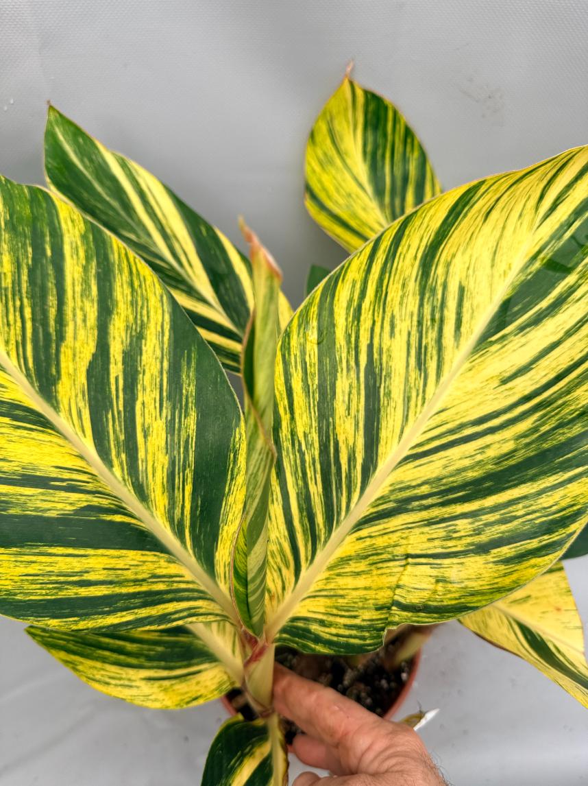 Alpinia Speciosa VARIEGATA 2