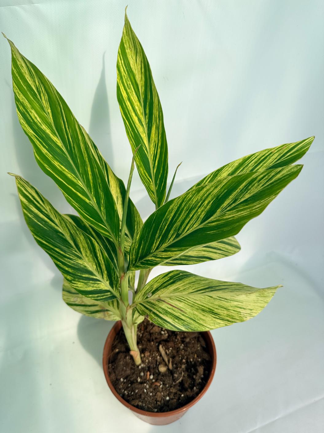 Alpinia Speciosa VARIEGATA XL 08