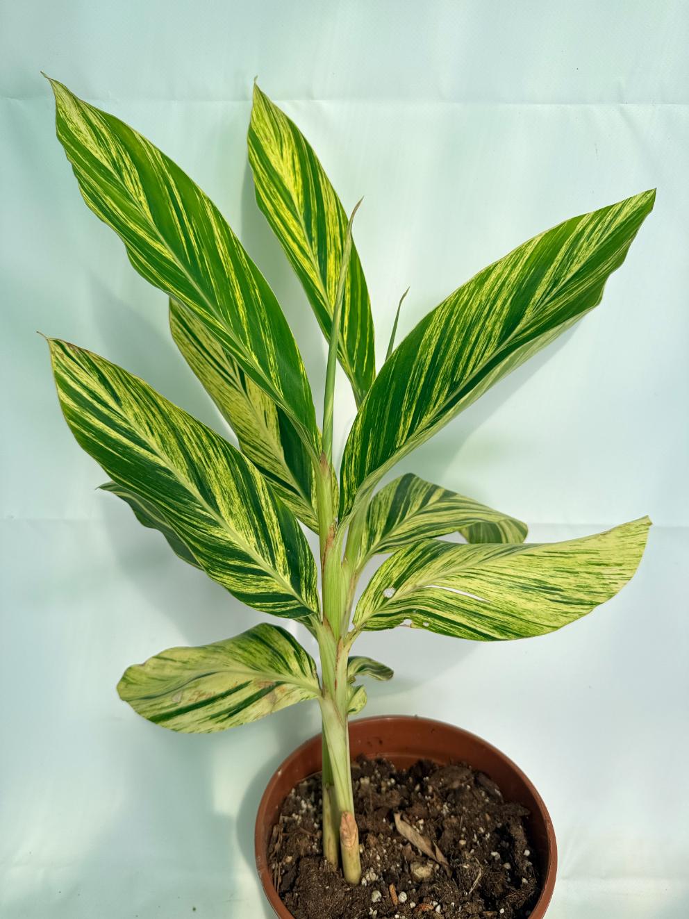 Alpinia Speciosa VARIEGATA XL 02